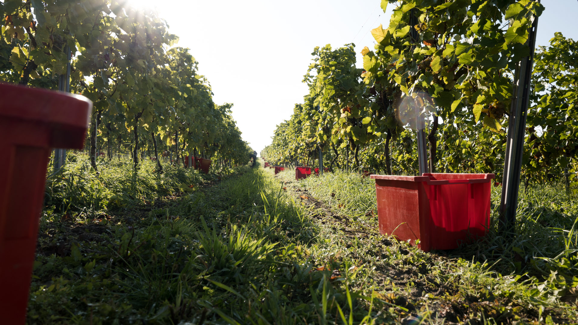 wino na wesele zielona gora