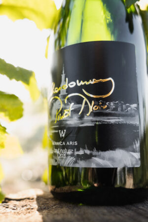pinot noir-szczep warty uwagi