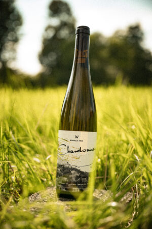 Wino białe półwytrawne - Chardonnay 2024 - obrazek 2