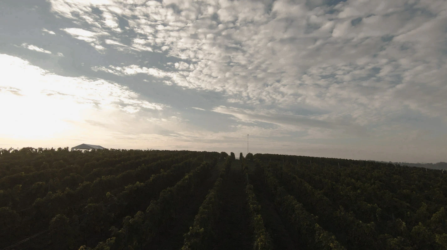 Szeroka panorama rzędów winorośli pod zachmurzonym niebem, pokazująca jak rozwija się enoturystyka lubuskie.